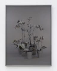 Stephanie Syjuco Neutral Orchids (Cluster 1), 2016 Archival pigment print 34 x 25 1/2 inches (86.4 x 64.8 cm) Edition of 10