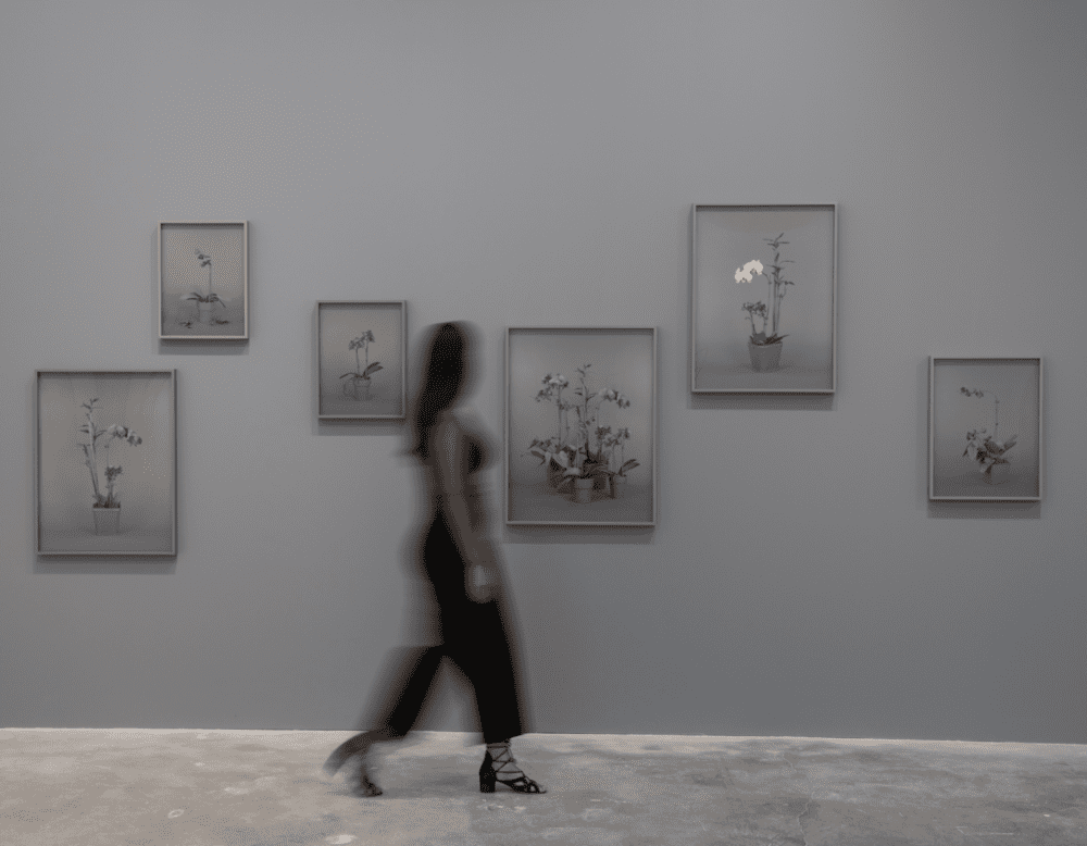 Installation view of solo exhibition "Rogue States", Contemporary Art Museum St. Louis, 2019