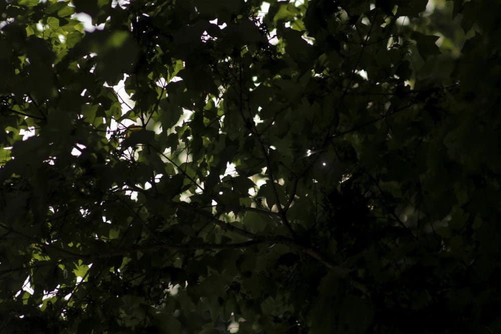 Trees Above from the series When the Spirit Moved Them, They Moved
