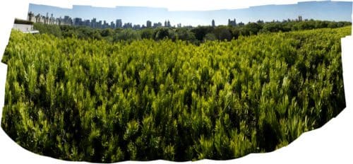 Rooftop Garden, Metropolitan Museum of Art, New York, USA