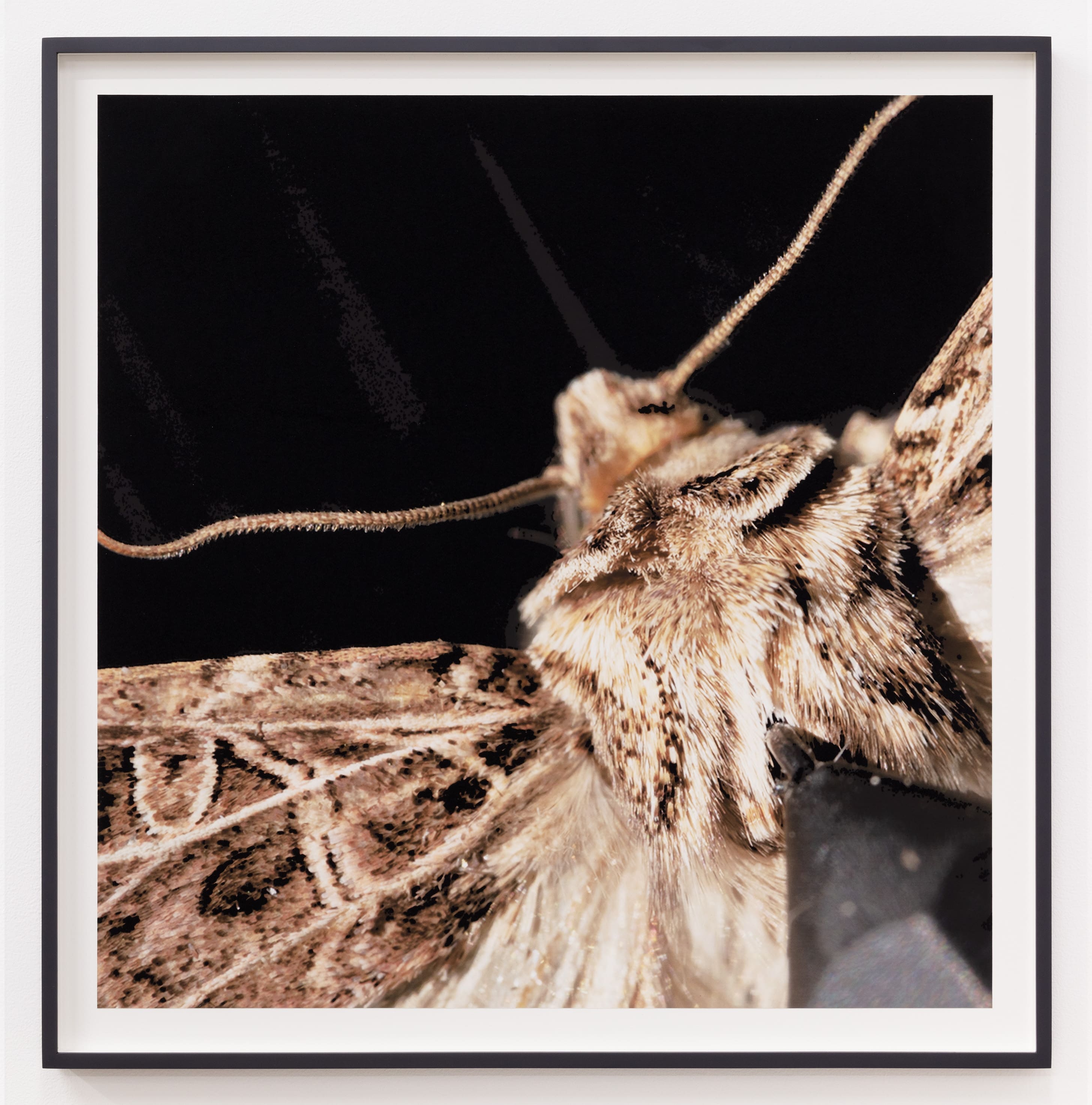 Gabriel Lester Packardella, 2024 Inkjet print with flocking Paper Dimensions: 30 x 30 inches (76.2 x 76.2 cm) Framed Dimensions: 33 x 33 inches (83.8 x 83.8 cm) Exhibition Copy, Edition of 3, plus 1AP