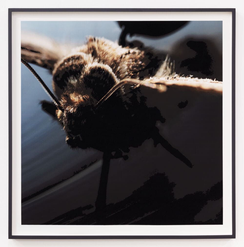Gabriel Lester Pallidula, 2024 Inkjet print with flocking Paper Dimensions: 30 x 30 inches (76.2 x 76.2 cm) Framed Dimensions: 33 x 33 inches (83.8 x 83.8 cm) Exhibition Copy, Edition of 3, plus 1AP